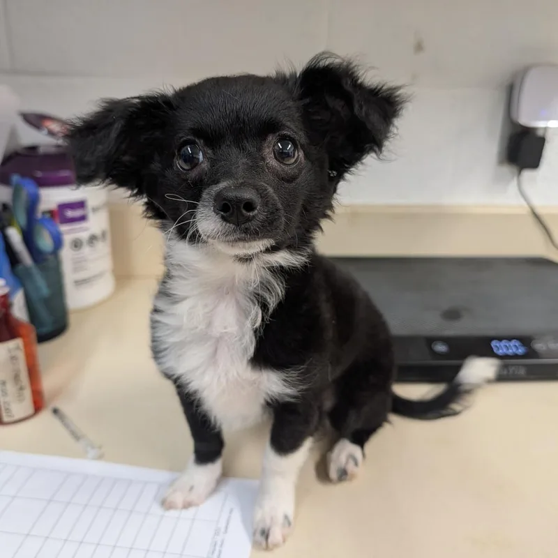 A baby small-sized female Black Pomeranian dog named Petunia for adoption in Ardmore, OK
