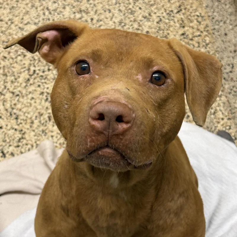 An adult large-sized female Mixed Breed dog named Changa for adoption in Aiken, SC