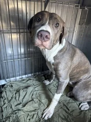An adult large-sized female Pit Bull Terrier dog named Queenie for adoption in West Chester, PA