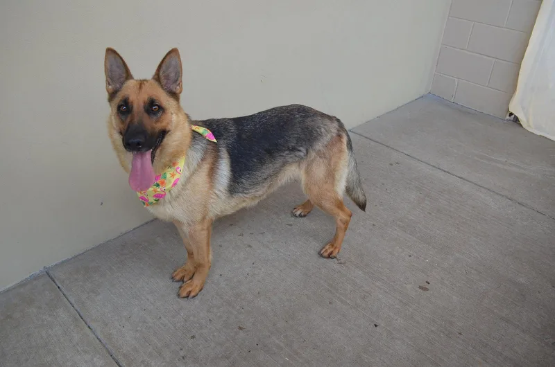 A young large-sized female German Shepherd Dog dog named Canyon for adoption in McKinney, TX