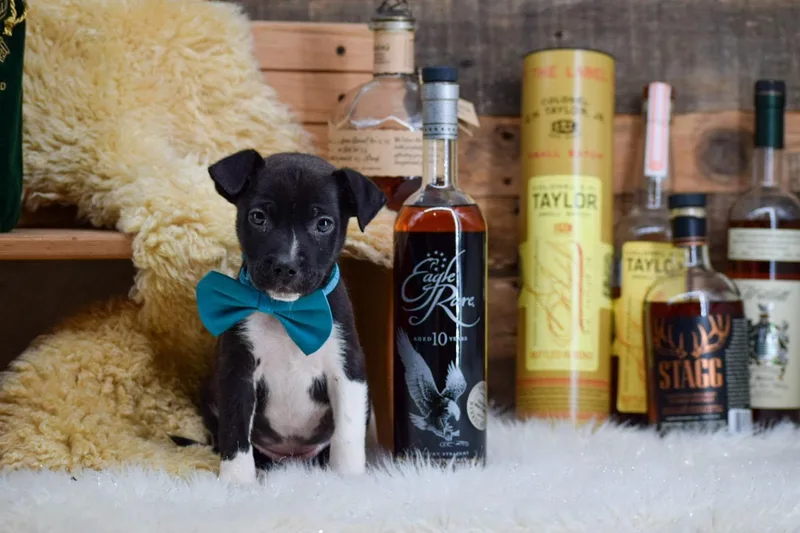 A baby medium-sized male Terrier dog named Eagle Rare for adoption in Sevierville, TN