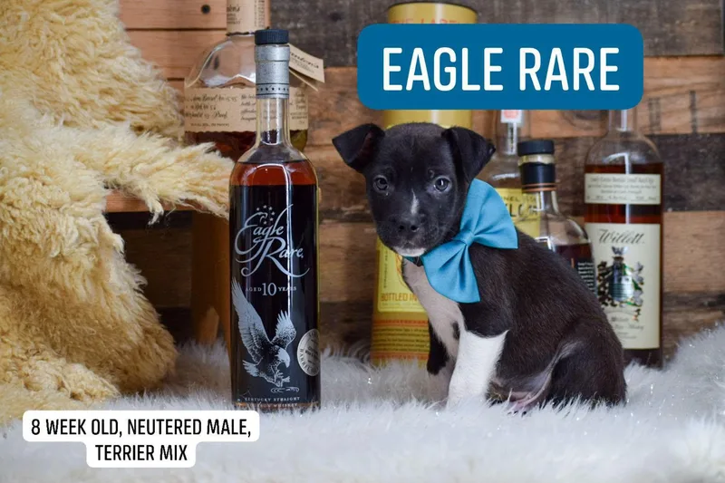 Eagle Rare thumbnail 3