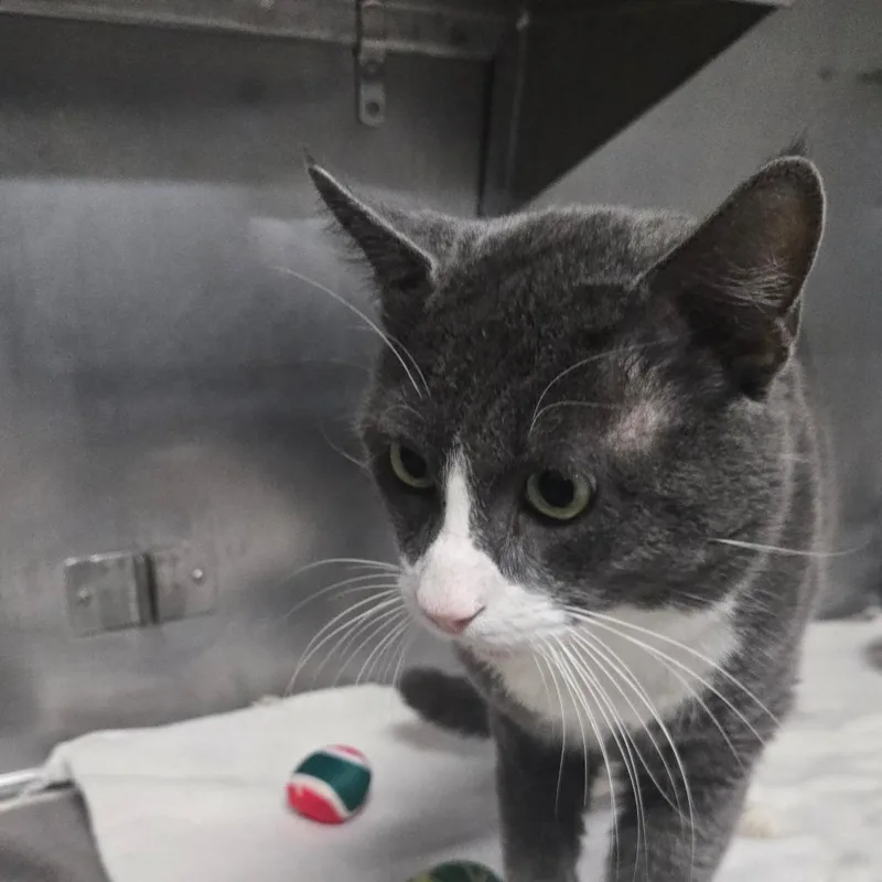 An adult large-sized male Gray / Blue / Silver Domestic Short Hair cat named Tom for adoption in San Jacinto, CA