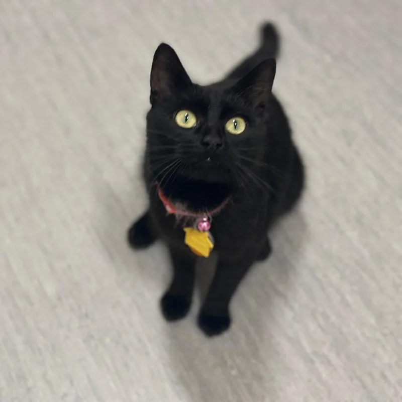 An adult small-sized female Black Domestic Short Hair cat named CO Cherry for adoption in Port Washington, NY