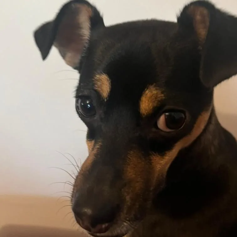 A young small-sized female Black Chihuahua dog named Dilly for adoption in San Francisco, CA
