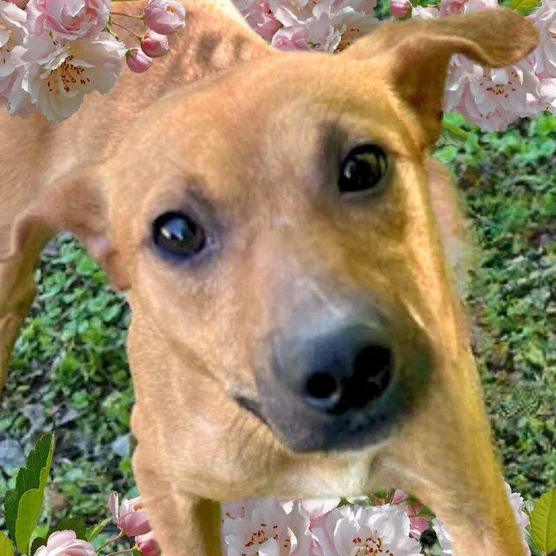 George thumbnail 4