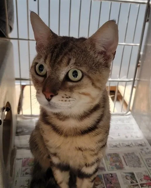 An adult medium-sized male Domestic Short Hair cat named Catallus for adoption in Downey, CA