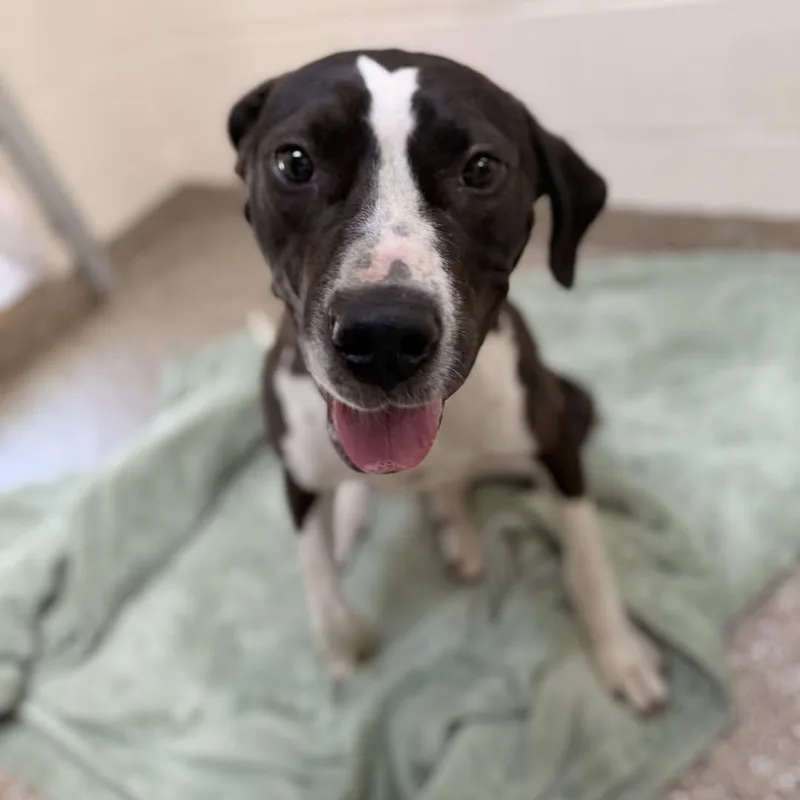 An adult medium-sized female Terrier dog named Juniper for adoption in Hilton Head Island, SC