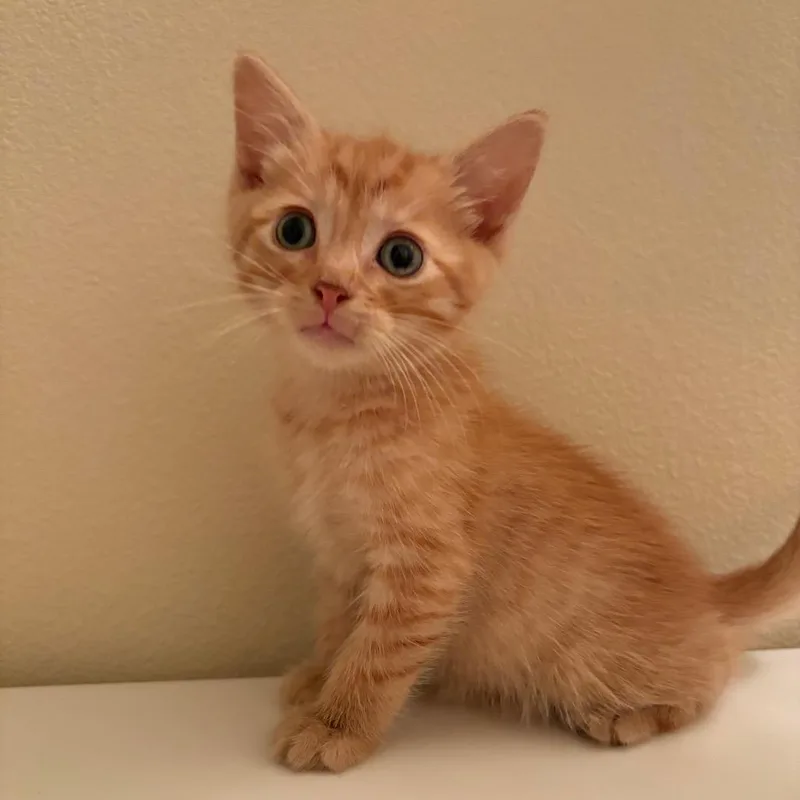 A baby small-sized male Domestic Short Hair cat named Klaus Mikaelson for adoption in West Des Moines, IA