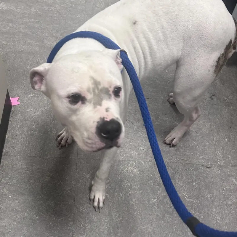 An adult medium-sized female White / Cream Pit Bull Terrier dog named Saranda for adoption in Philadelphia, PA