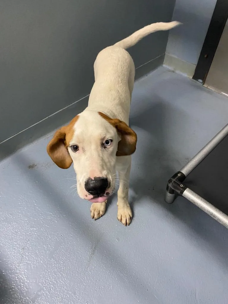 A baby large-sized male Mixed Breed dog named Reinhardt for adoption in Cartersville , GA