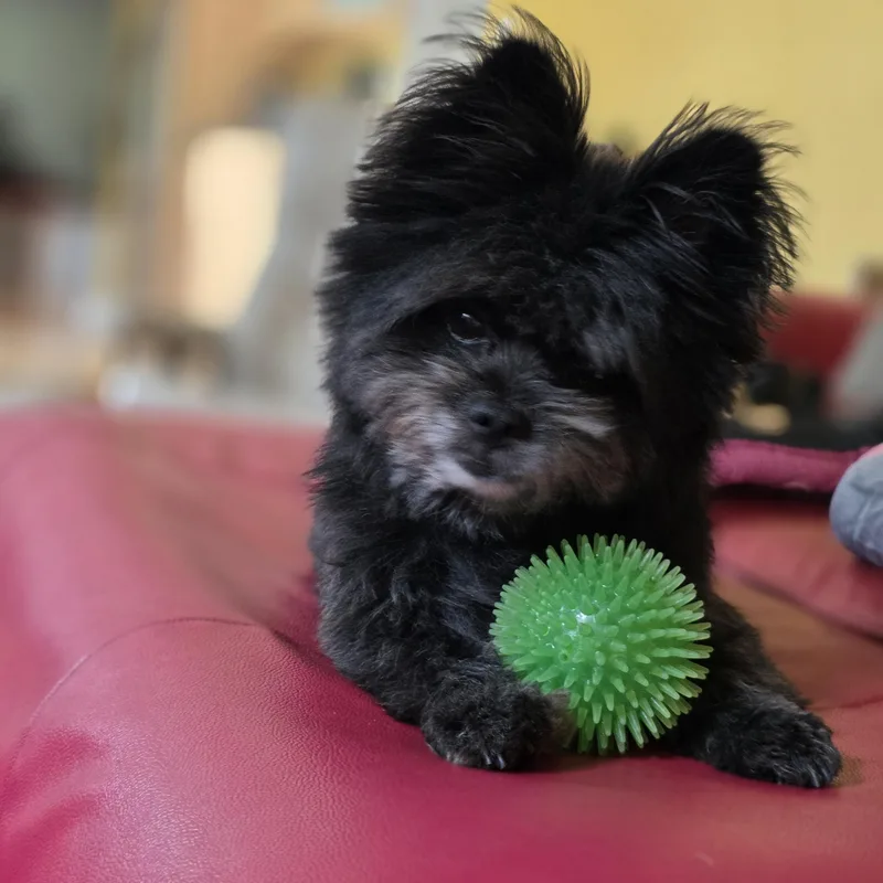 An adult small-sized male Black Pomeranian dog named Taz for adoption in Belington, WV
