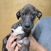 A baby small-sized male Black Terrier dog named Rainie for adoption in Tyler, TX