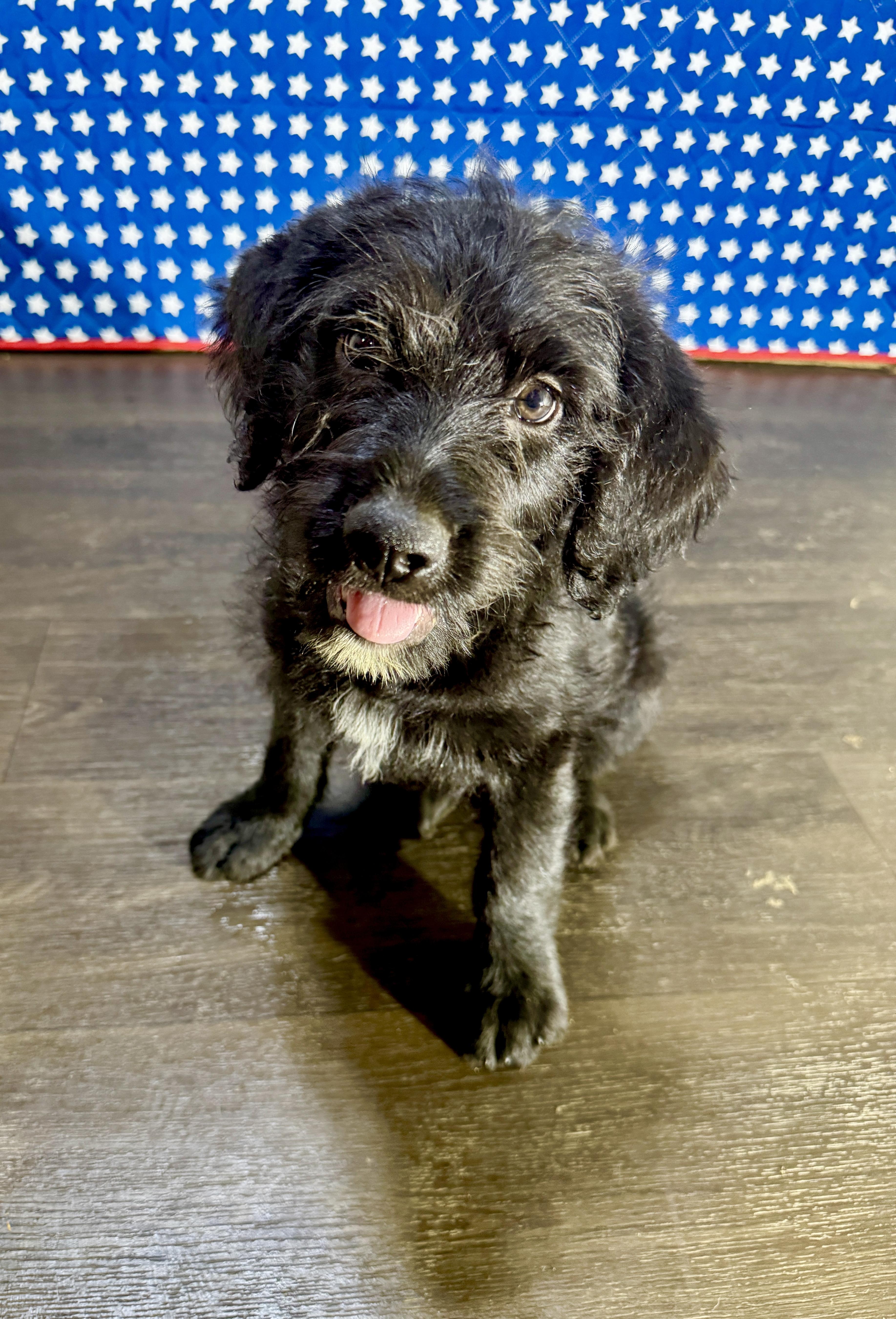A baby medium-sized male Black Labradoodle dog named Lincoln for adoption in Hartford, KY