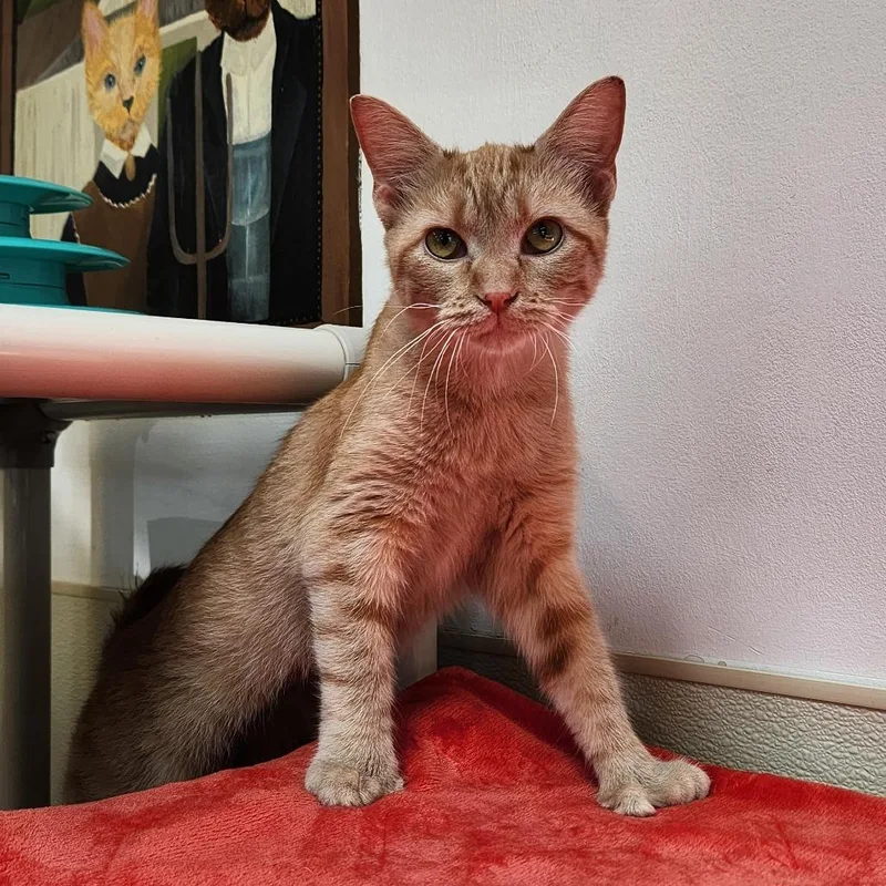 A young medium-sized female Orange / Red Domestic Short Hair cat named Charlotte for adoption in Delaware, OH