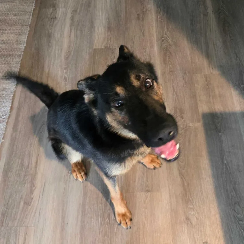 An adult medium-sized female Black German Shepherd Dog named Demi for adoption in Harrisonburg, VA
