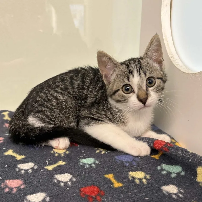 A baby small-sized female Brown / Chocolate Domestic Short Hair cat named Marjorie for adoption in Beaumont, TX