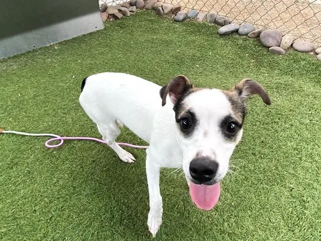 A young small-sized male Chihuahua dog named Snoopy for adoption in Phoenix, AZ