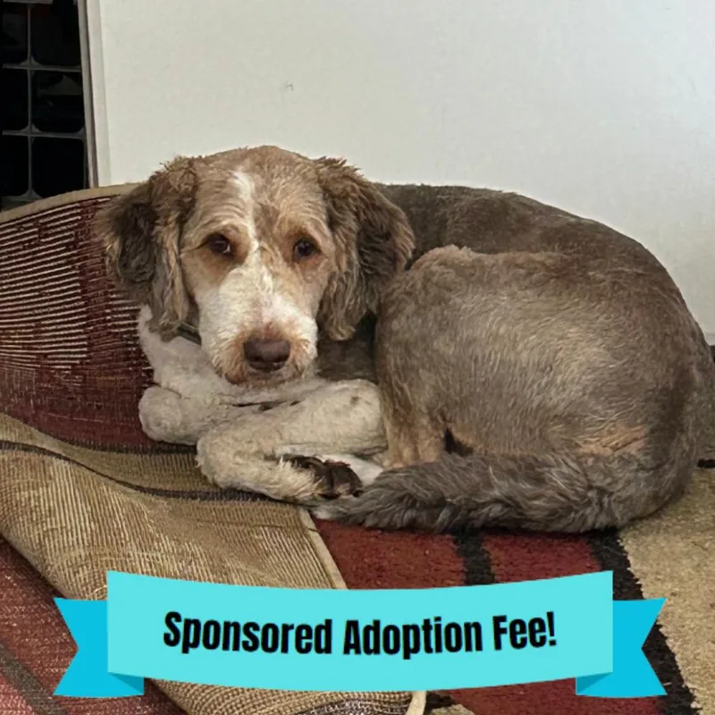 An adult medium-sized male Brown / Chocolate Australian Shepherd dog named Shaggy for adoption in Novelty, OH