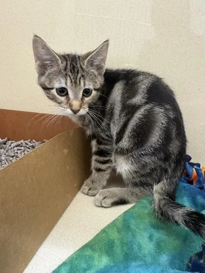 A baby small-sized female Domestic Short Hair cat named Lika for adoption in Pequot Lakes, MN