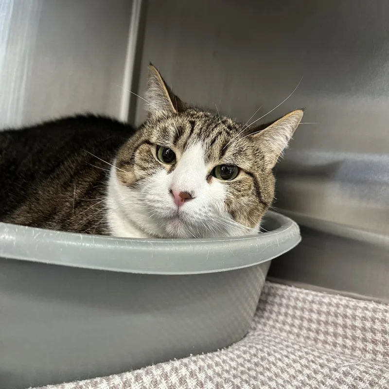 Pretty Girl thumbnail 2