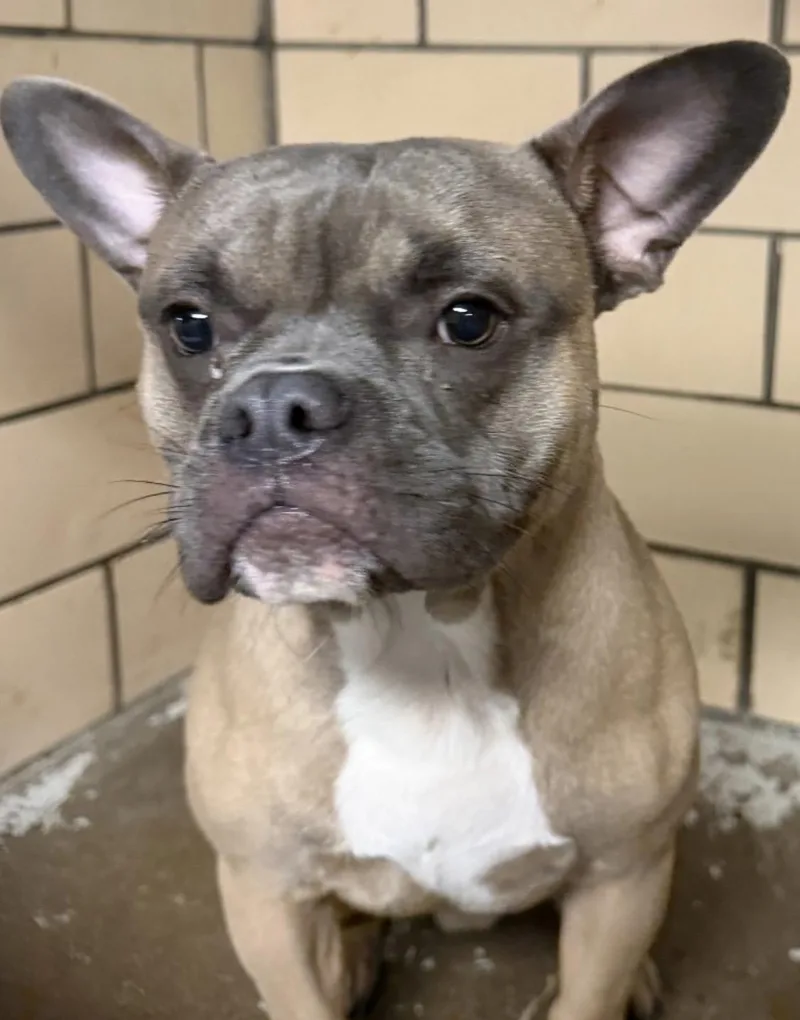 An adult medium-sized male Brown / Chocolate French Bulldog dog named Bean Hold for adoption in Canton, OH