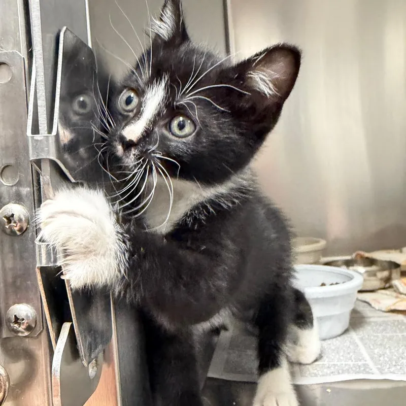 A baby small-sized male Black Domestic Short Hair cat named Morning Glory for adoption in Bryan, TX