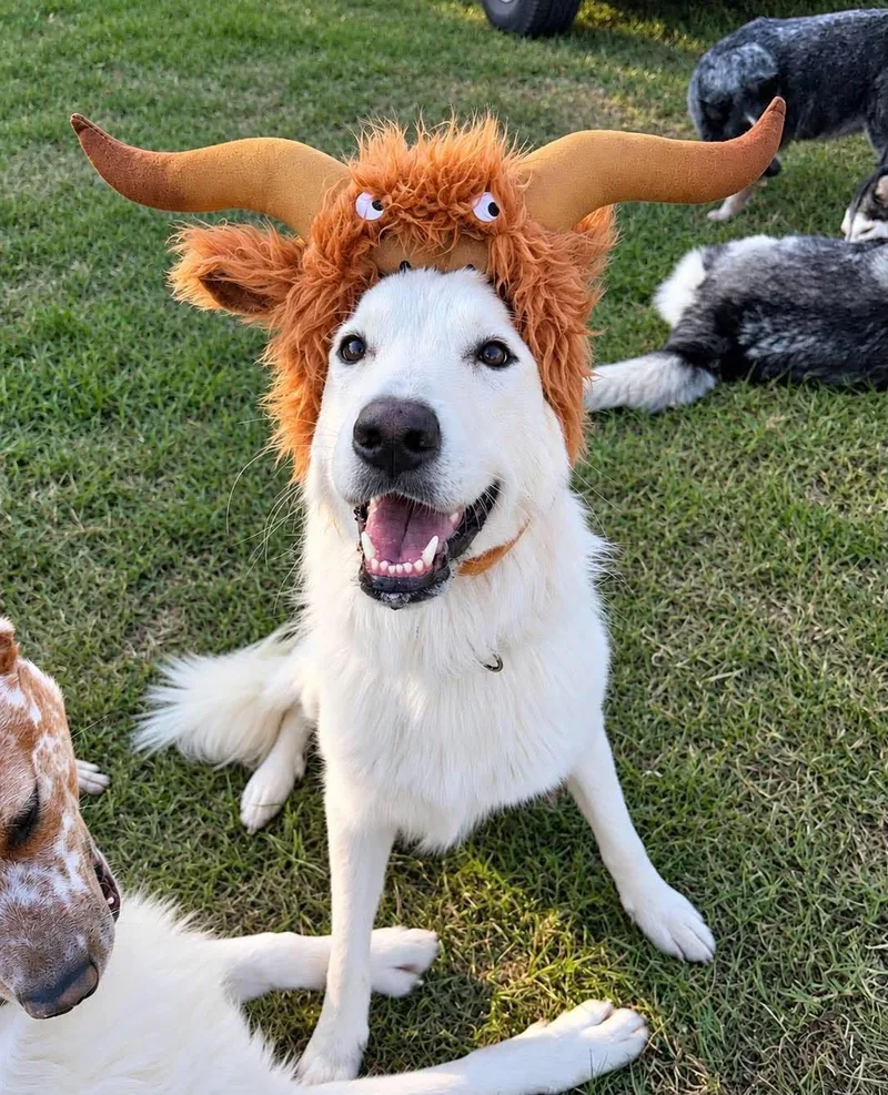 An adult medium-sized female Great Pyrenees dog named Dove for adoption in Houston, TX