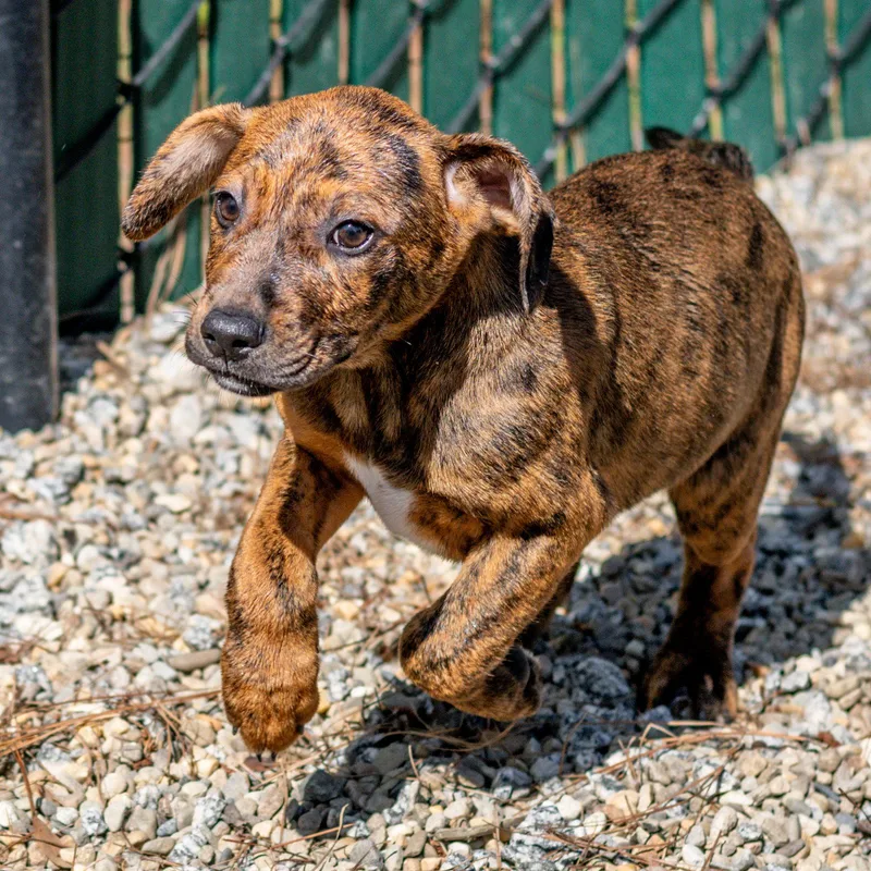A baby medium-sized male Labrador Retriever dog named Astaire for adoption in Hilton Head Island, SC