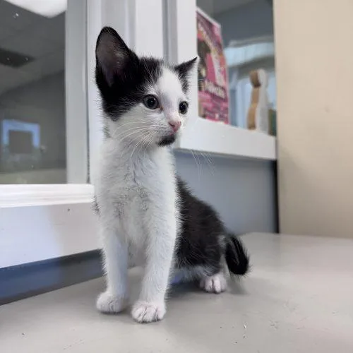 A baby small-sized male Domestic Short Hair cat named Chatterbox for adoption in Toms River, NJ