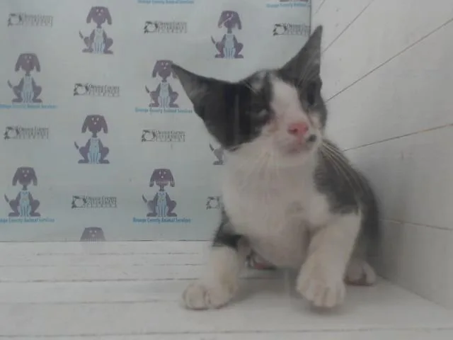 A baby small-sized male Domestic Short Hair cat named Po for adoption in Orlando, FL
