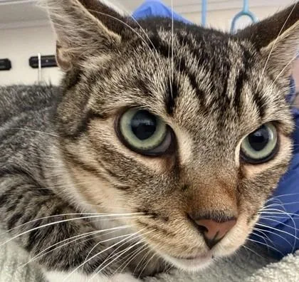 A young medium-sized male Domestic Short Hair cat named Bagel for adoption in Sultan, WA