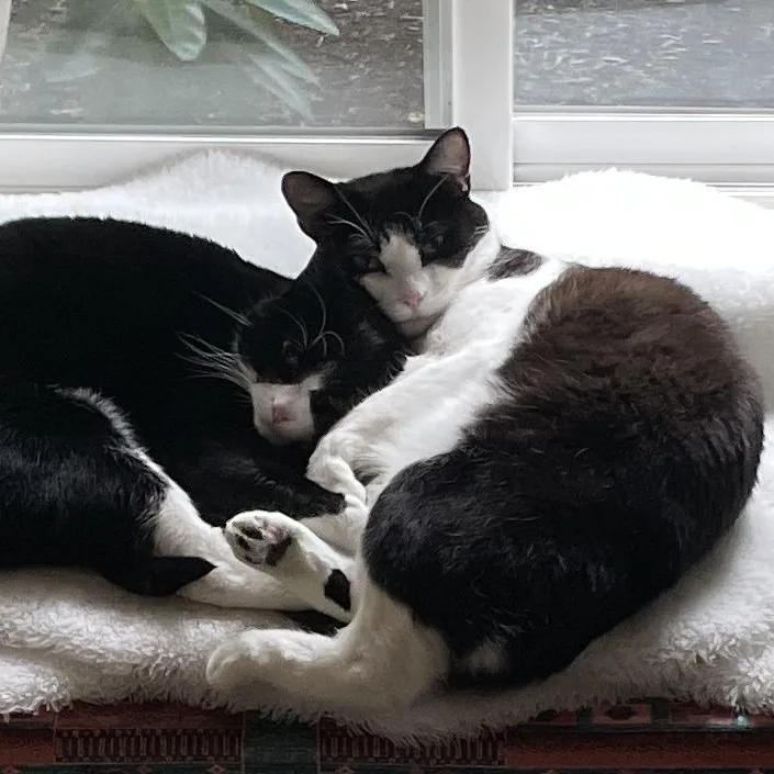 An adult large-sized male Black & White / Tuxedo Domestic Short Hair cat named Tito aka Tux  for adoption in Renton , WA