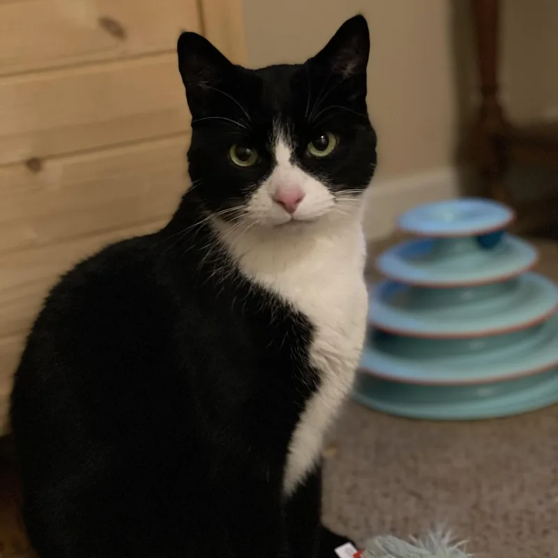 Tito aka Tux  thumbnail 2