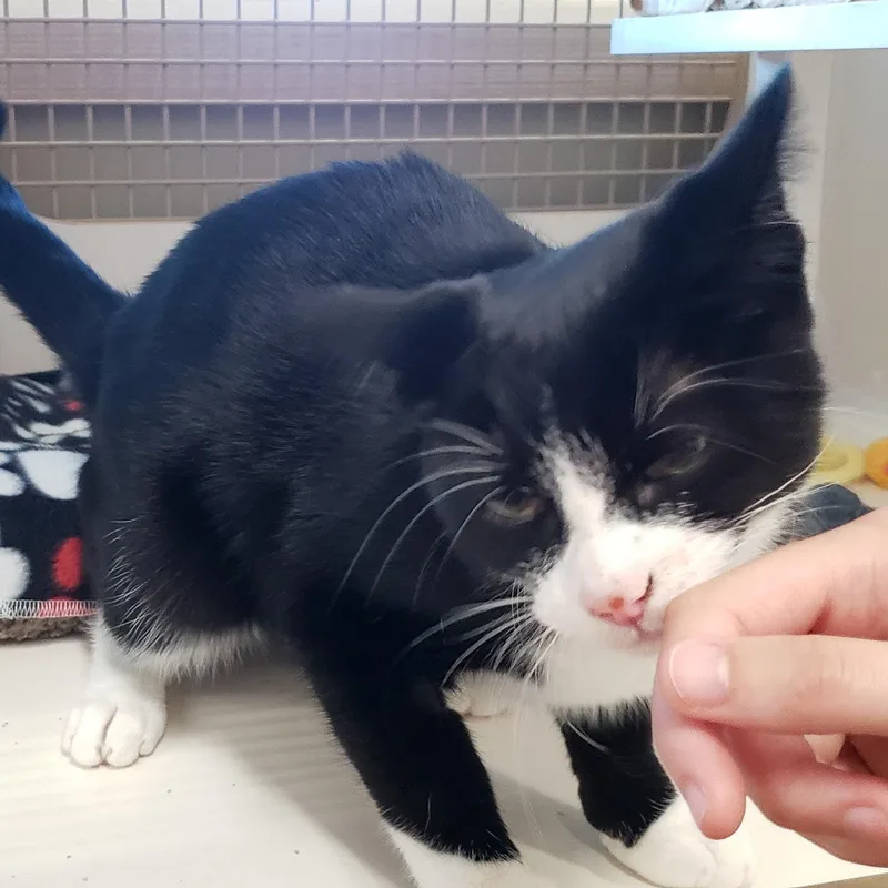 Tito aka Tux  thumbnail 3