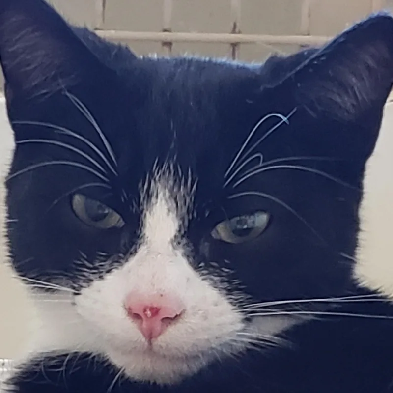 Tito aka Tux  thumbnail 4