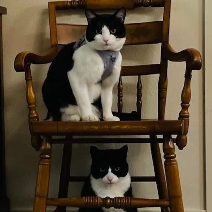 Tito aka Tux  thumbnail 5