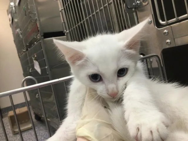 A baby small-sized female Domestic Short Hair cat named Nerbus for adoption in Thousand Palms, CA
