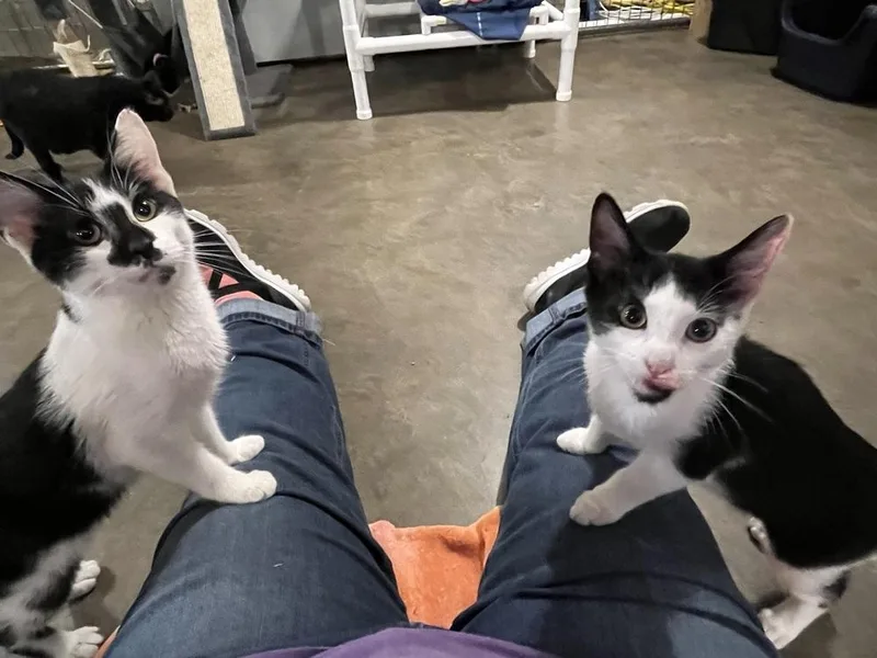 A baby small-sized male Black & White / Tuxedo Domestic Short Hair cat named Woogie for adoption in Bolton, CT