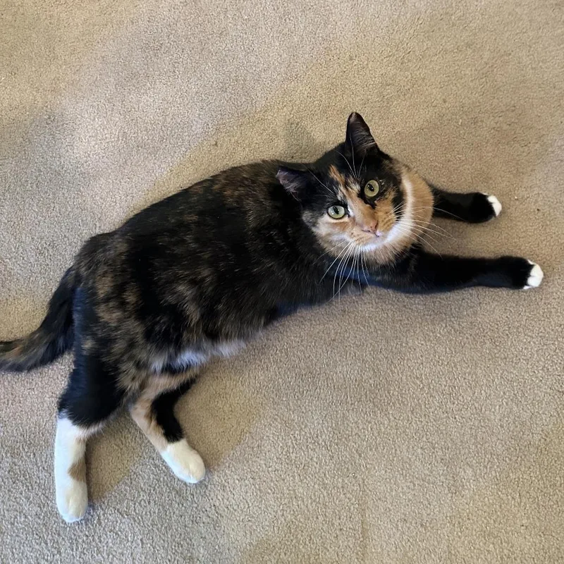 An adult small-sized female Tortoiseshell Domestic Short Hair cat named Wynter for adoption in Woodstock, VA