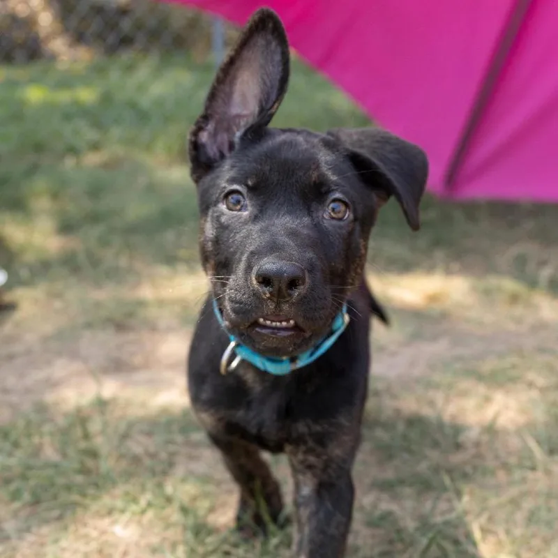 A baby medium-sized male Black Mixed Breed dog named Rocky Road for adoption in Fredericksburg, VA