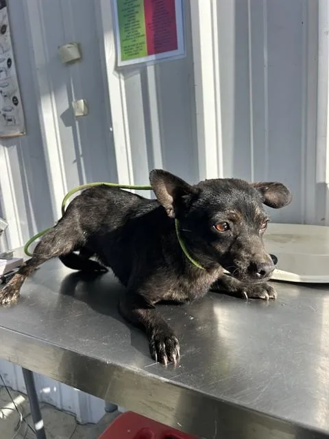 A young small-sized male Chihuahua dog named Limpet for adoption in Bakersfield, CA