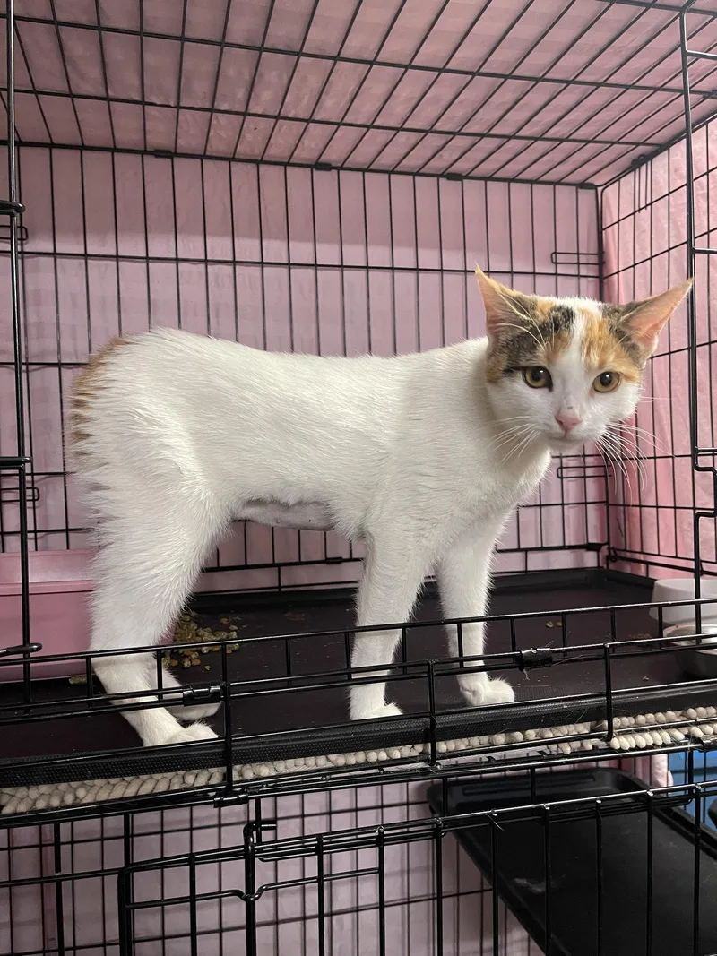 A young small-sized female Domestic Short Hair cat named Molly The Manx for adoption in Walnut Creek, CA