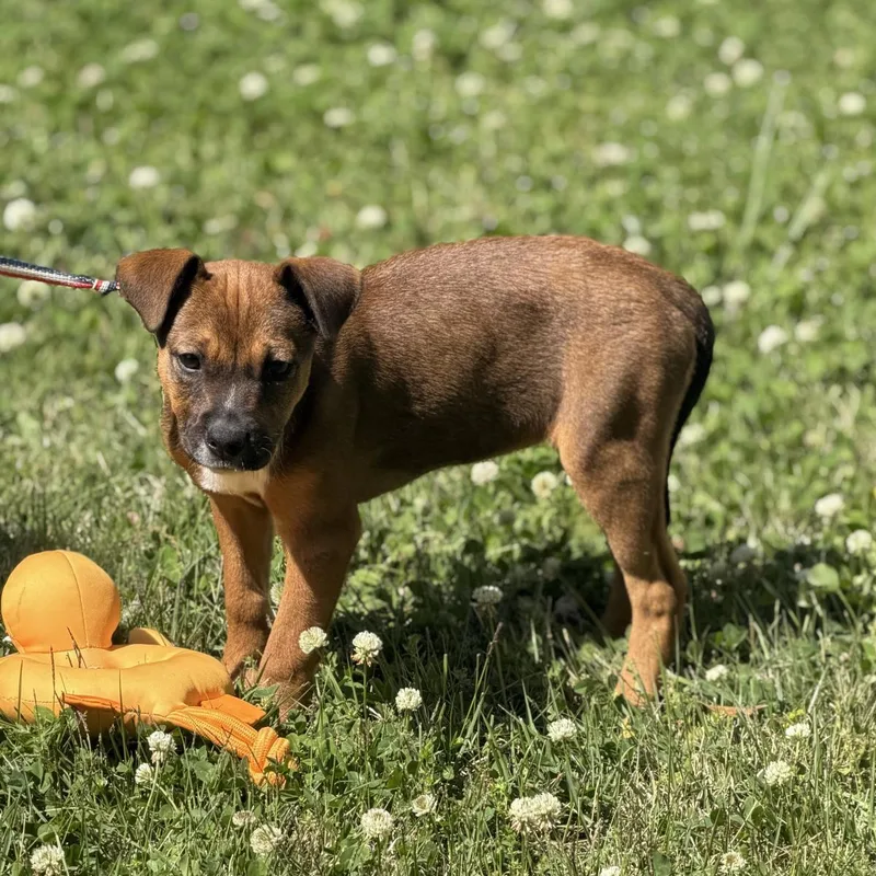 Snickers thumbnail 3