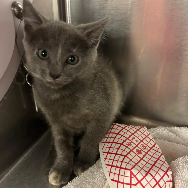 A baby small-sized female Tortoiseshell Domestic Short Hair cat named Micaela Bastidas for adoption in Redwood City, CA