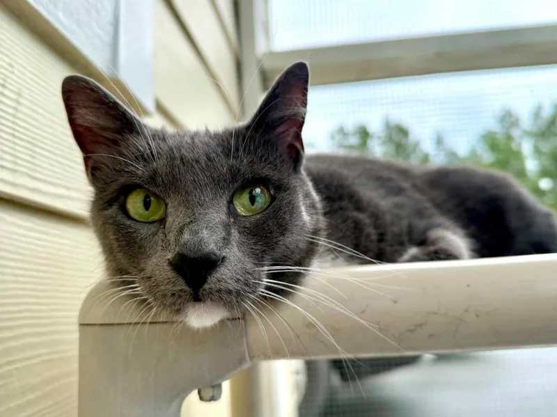 An adult medium-sized female Russian Blue cat named Reva for adoption in Kingsland, GA