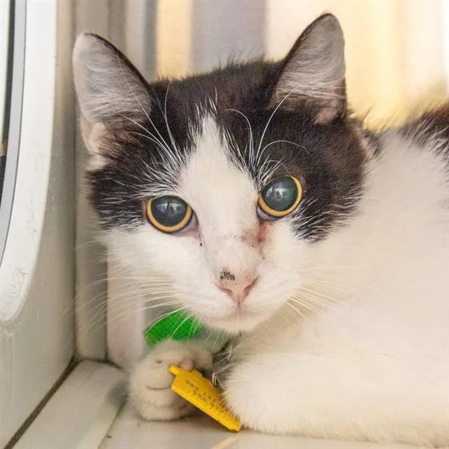 A young small-sized female Domestic Short Hair cat named Pixel for adoption in St. Louis, MO