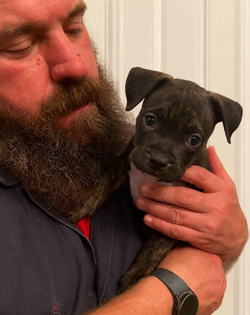 A baby medium-sized female Brindle Pit Bull Terrier dog named Ivy for adoption in RUSSIAVILLE, IN