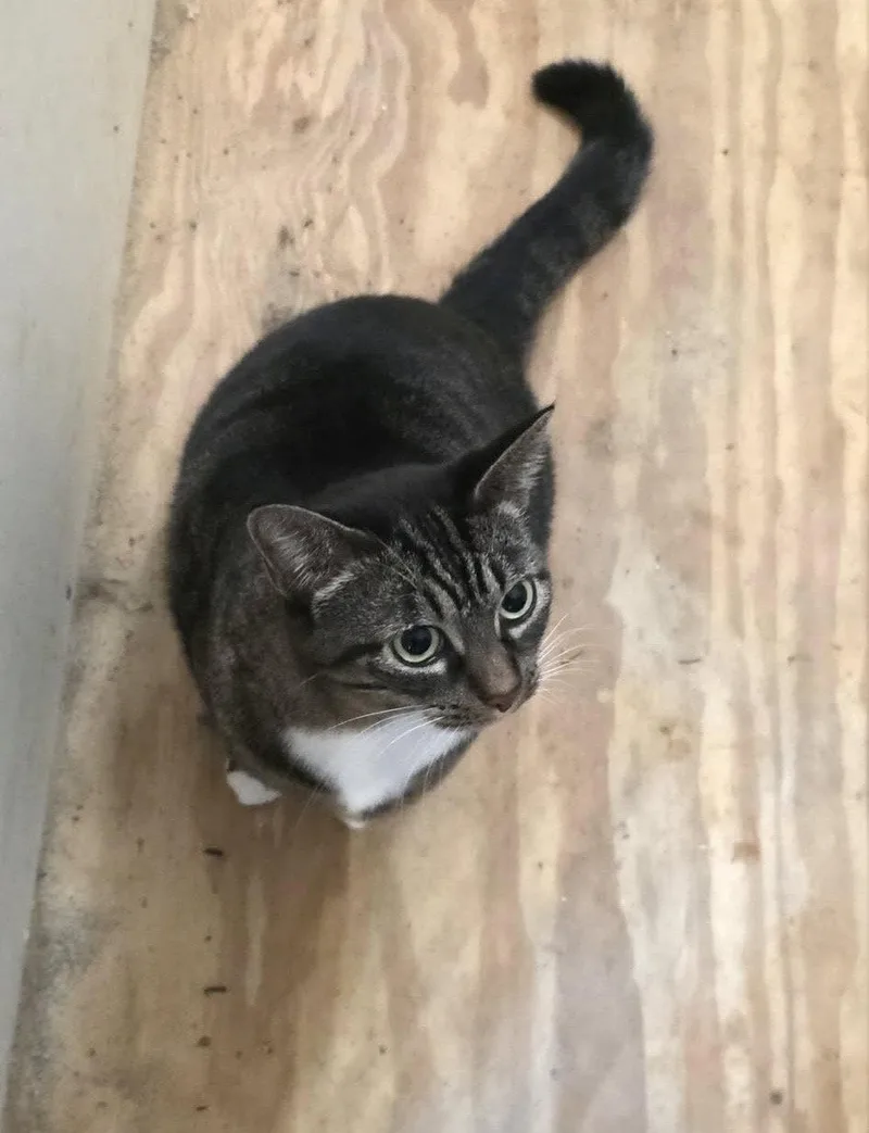 An adult medium-sized female Domestic Short Hair cat named Stevie for adoption in Oxford, MS