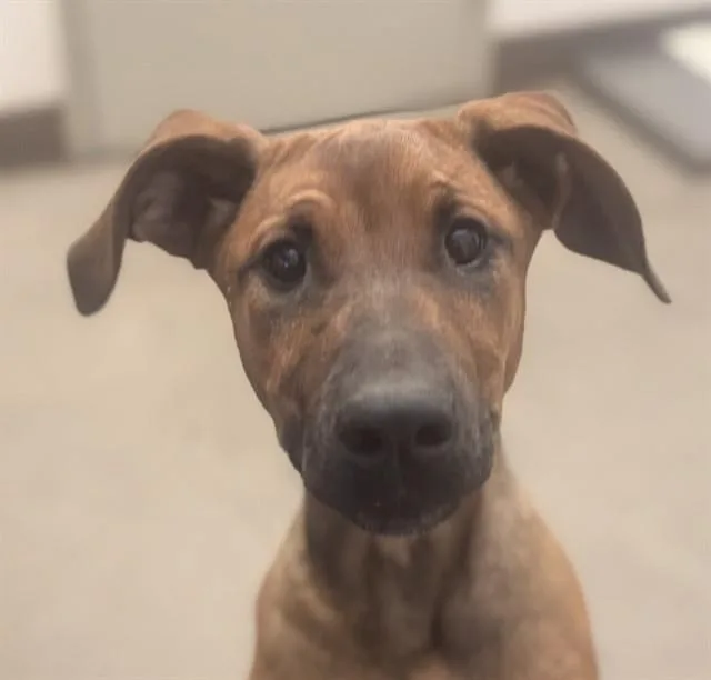 A baby small-sized female Black Mouth Cur dog named Vroom for adoption in Tucson, AZ